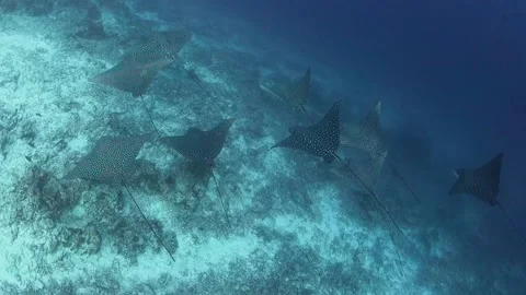 School of eagle rays swimming together over a coral reef Stock Footage 130240882
