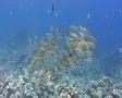 A school of Ehrenbergs snapper SD Footage
