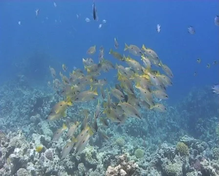 A school of Ehrenbergs snapper Stock Footage 574115