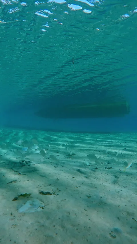 School of Emperor fish swimmng on sandy bottom with motorboat in background Stock Footage 328201656