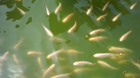 School Of Energetic Fish Swimming In Circular Position Inside A Pond Stock Footage 34730583