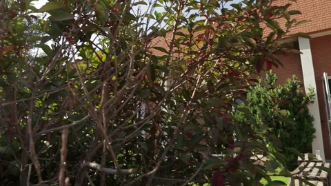 School entrance Stock Footage 77051301