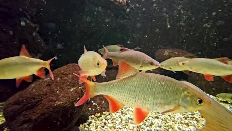A school of European perch fish Stock Footage 294398271