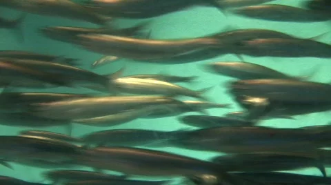 School of fish 1 Vídeos de archivo 489202