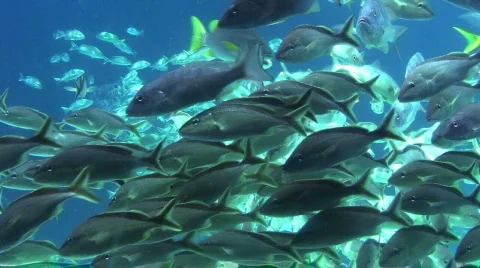 School of Fish 2  Видео 291528