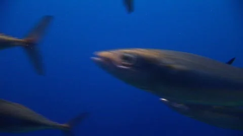 School of fish 2 Stock Footage