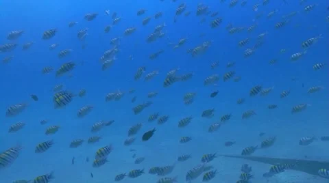 School of Fish 2 動画素材 1101953