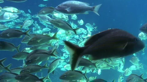 School of Fish 3  Видео 291544