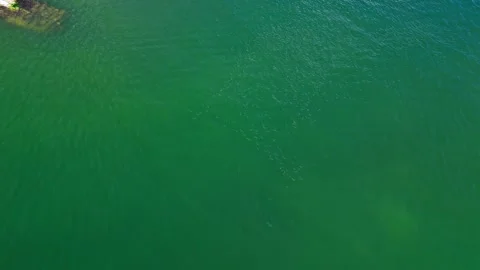 School of Fish Aerial Video stock 291747208