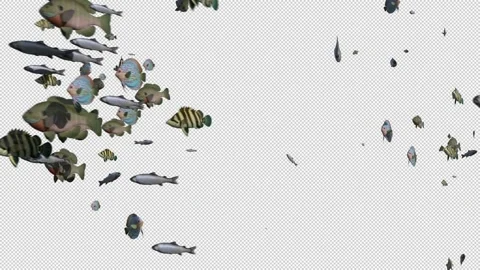 School of fish with Alpha 스톡 동영상 158824971