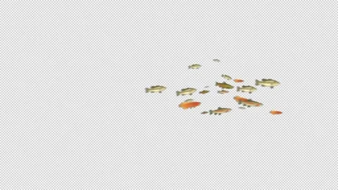 School of fish with Alpha Видео 158859777