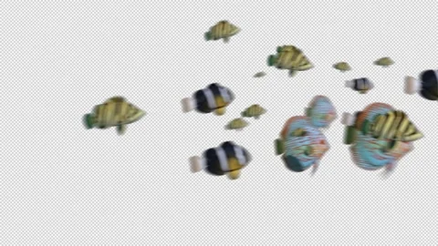 School of fish with Alpha Видео 158860761