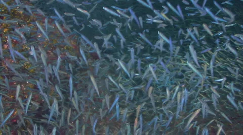 School of fish anchovies herring Stock Footage