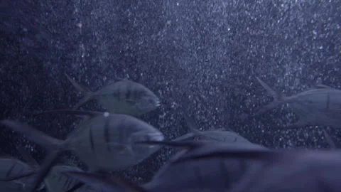 School of fish and bubbles Stock Footage 297894322