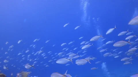School of fish and diver Видео 1075354