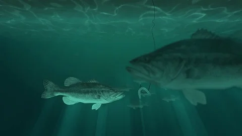 School of Fish and a Fish Hook with Bait Stock Footage 77694536