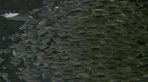 School of fish and manta Stock Footage 1009532