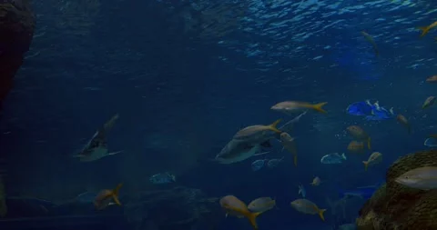 School of fish and rays swimming over coral bed, scene continues with interplay Stock Footage 314466784