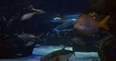 School of fish and turtle gliding near coral in aquarium scene, fish weaving Stock Footage 314466394