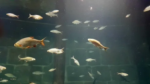 School of fish in aquarium Stock Footage 95067329