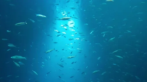 School of fish in aquarium Stock Footage 95070326