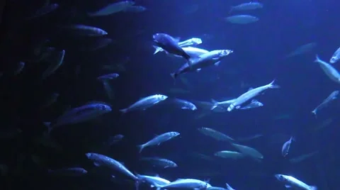 School of fish in an aquarium in Germany Stock Footage 41579249