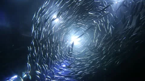 School of fish in aquarium swimming Vidéo 21335799