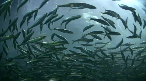 School of fish are swimming against the backlit water Stock Footage