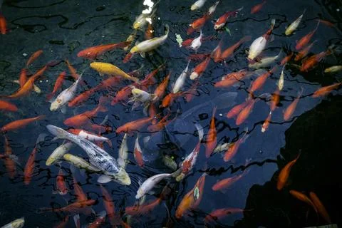 A school of fish as a background Stock Photos