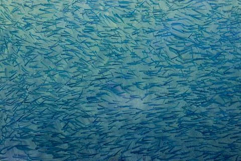 School of Fish Background Stock Photos