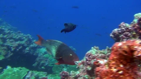 School of fish on background underwater corals in deep sea of Galapagos Islands. Stock Footage 73498806