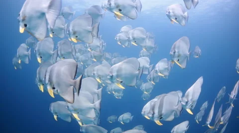 School of fish batfish huge 1 Stock Footage 50984517