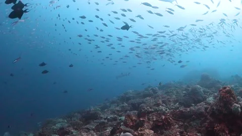 School of fish being chased above the reef Stock Footage 130240880