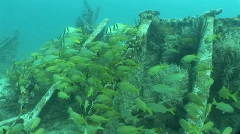 School Of Fish at Benwood Stock Footage 5334601