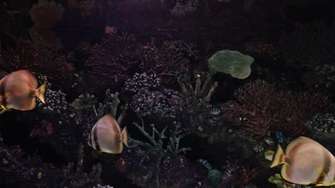 School of fish in a big aquarium Close-up footage of colorful cute fishes 4K Stock Footage 252663979