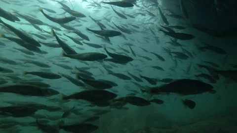 School of fish Black cod or Smallscaled Cod (Notothenia microlepidota) swim  Stock Footage 94700807