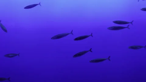 School of Fish in the Blue Abyss Vídeo Stock 252037002