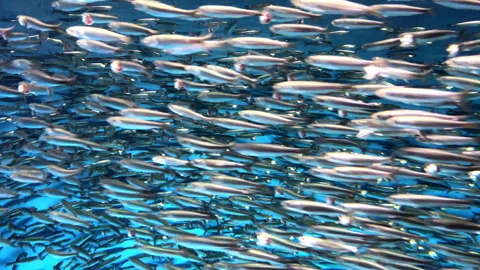 School of Fish in the Blue Abyss Vídeo Stock 252037151