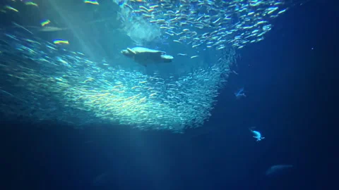 School of Fish in the Blue Abyss Vídeo Stock 252037719