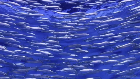 School of Fish in the Blue Abyss Vídeo Stock 252038305