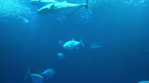 School of Fish in the Blue Abyss Stock-Footage 252038691
