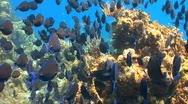 School Of Fish: Blue Tang Coral Reef Stock Footage