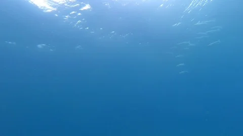 School Of Fish. Blue water Stock Footage 128937894