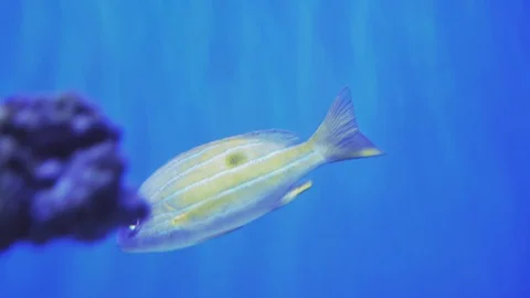 School of Fish, Bluestripe Snappers. Close up of a fish swimming. Tour of the Stock Footage 123500532