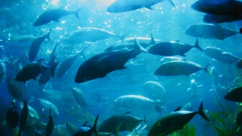School of Fish from bottom of Fish Tank Stock Footage 107436743
