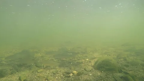 School of fish on the bottom of muddy river Stock Footage 80279805