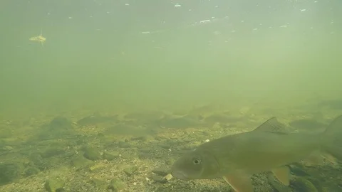 School of fish bottom of muddy river swimming up stream Stock Footage 80279814