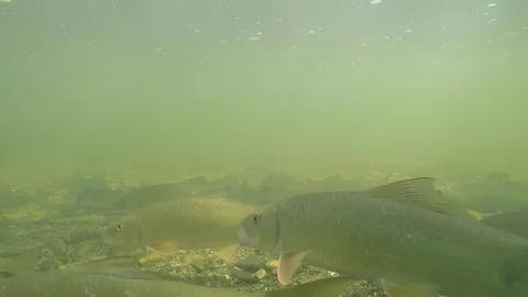 School of fish bottom of muddy river swimming around Stock Footage 80280473