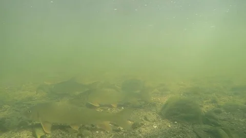 School of fish bottom of muddy river swimming Stock Footage 80280485