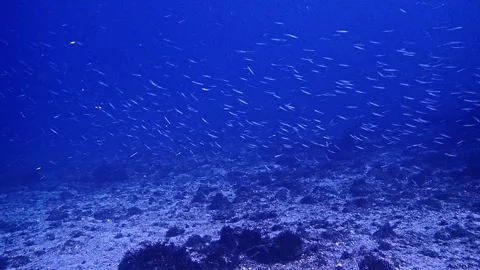 School of fish with bright sunlight underwater Stock Footage 336841430